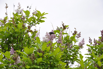 lilac tree with butterflies